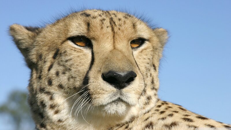 Cheetah Face Close-up — Tan, Calm, Afternoon, Photograph