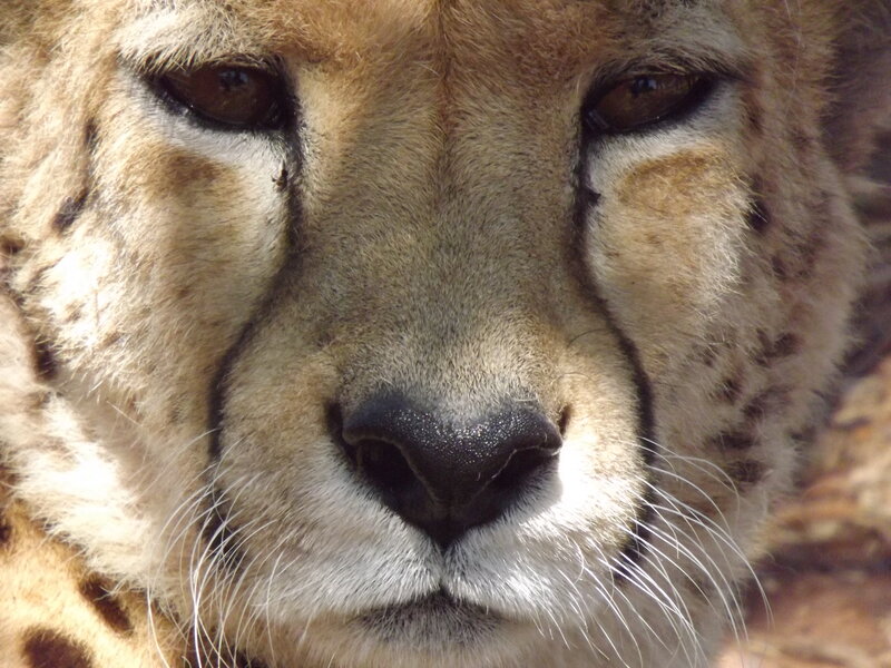 Cheetah Face Close-up — Tan, Calm, Afternoon