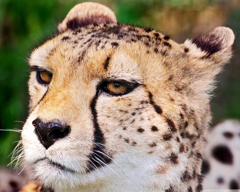 Cheetah Face Close-up — Tan, Calm
