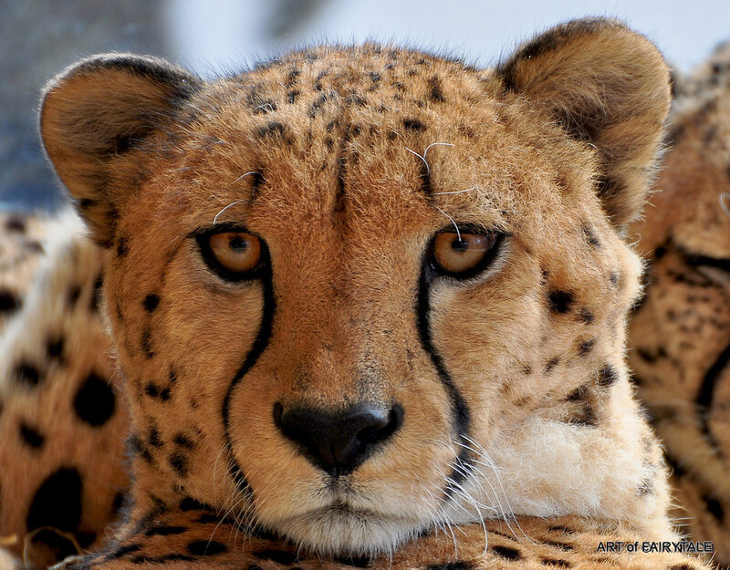 Cheetah Face Close-up — Tan, Intense, Photograph