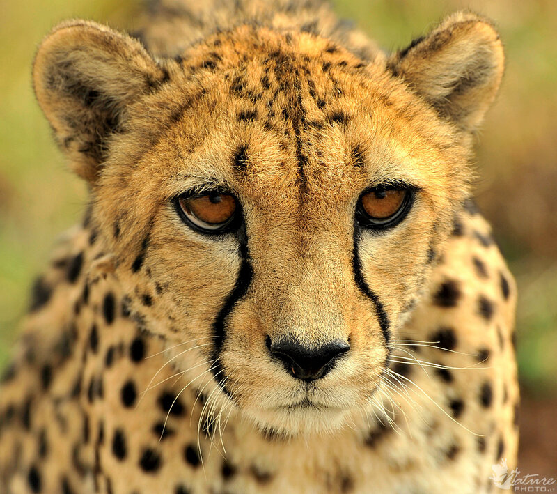 Cheetah Face Close-up — Tan, Intense