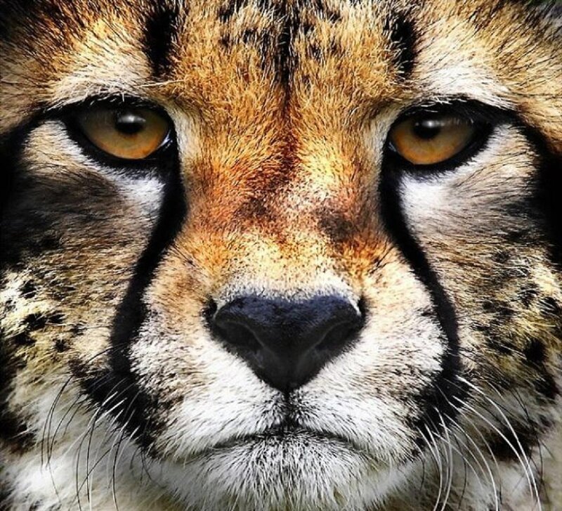 Cheetah Face Close-up
