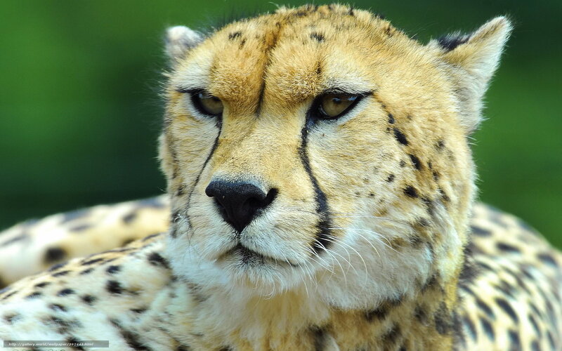 Cheetah Face Close-up — Yellow