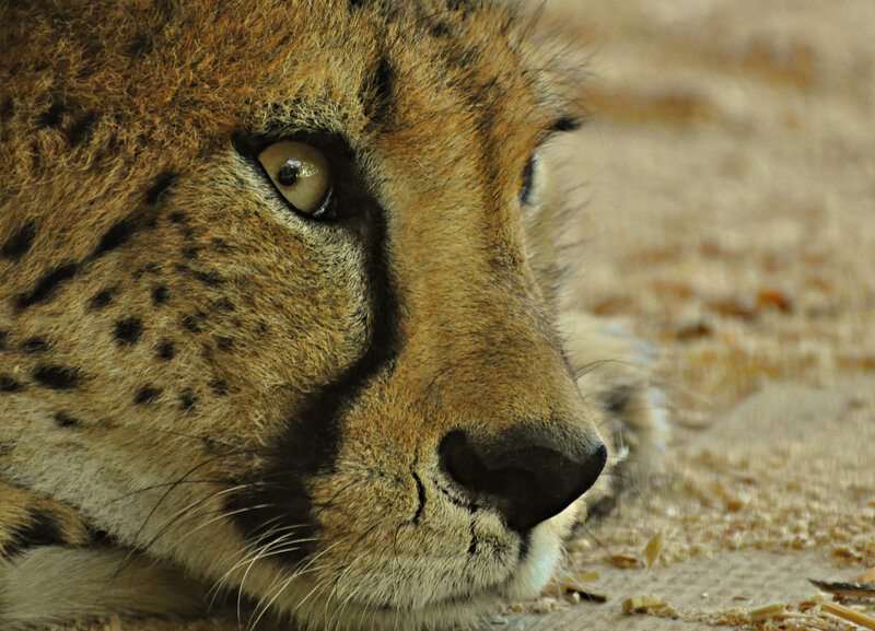 Cheetah Face in Profile