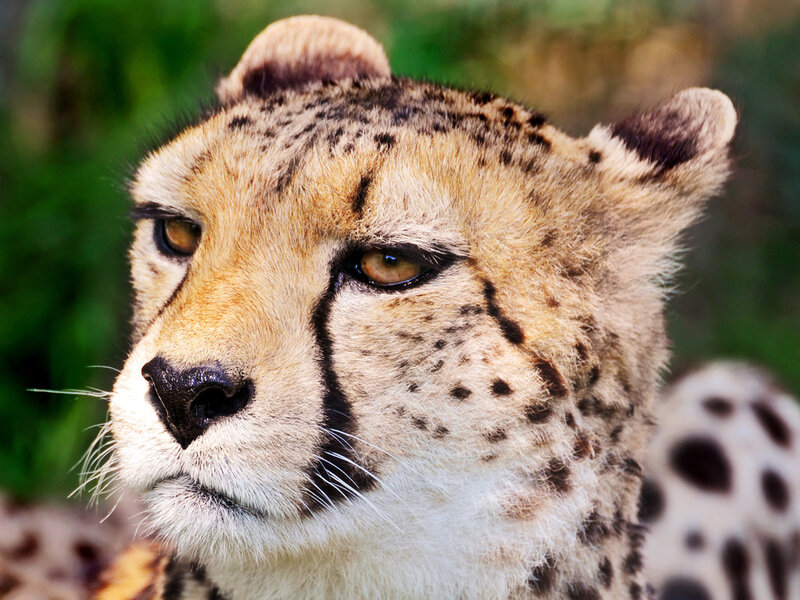 Cheetah Face