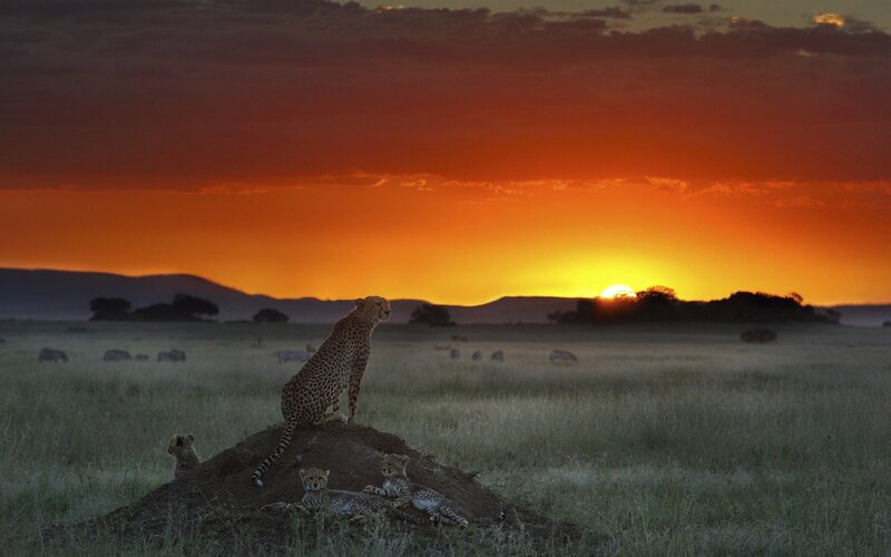 Cheetah family at sunset