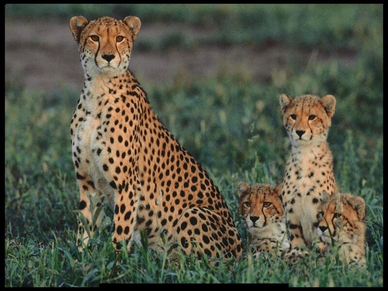 Cheetah Family in Grass — Brown, Calm