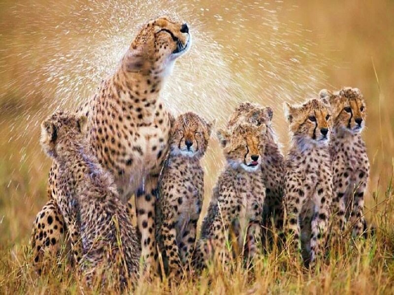 Cheetah Family in Grass — Brown, Playful