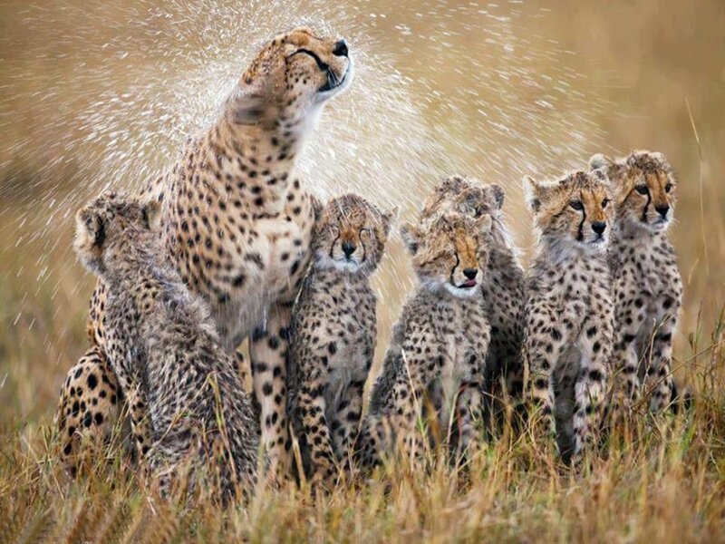 Cheetah Family in Grass — Brown