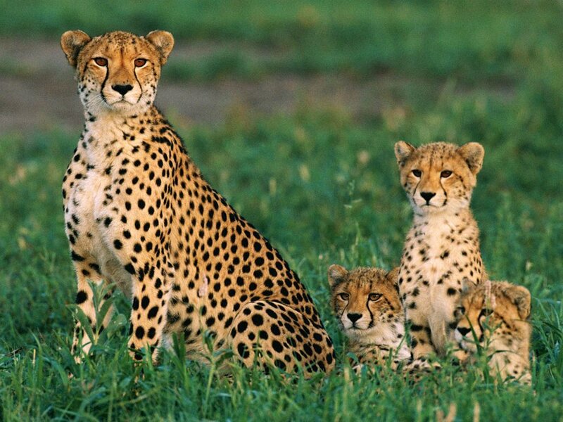 Cheetah Family in Grass — Green