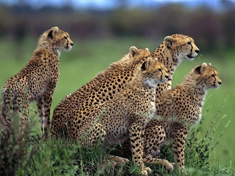cheetah family in grassland