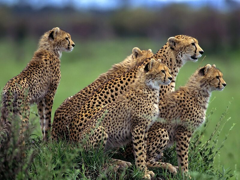 Cheetah family in grassland