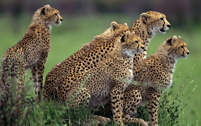 Cheetah family in grassland