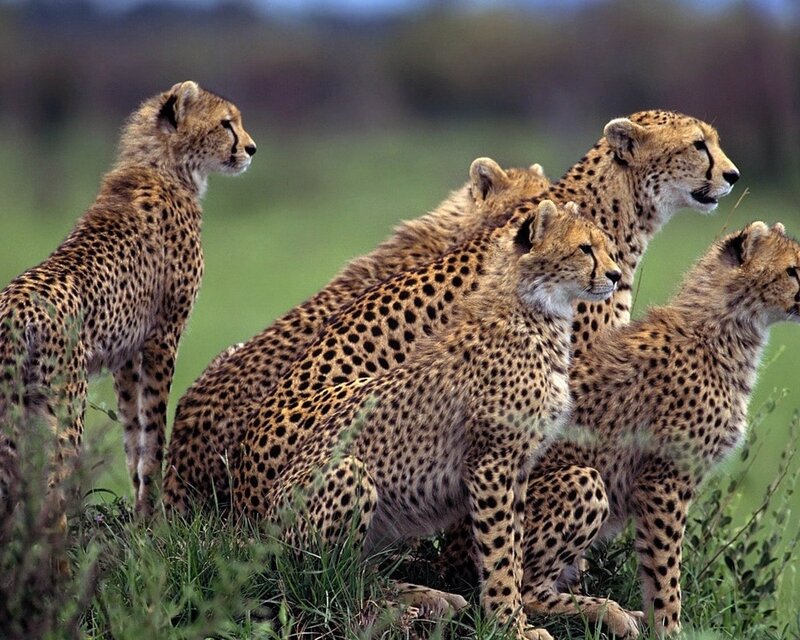 Cheetah family in savanna