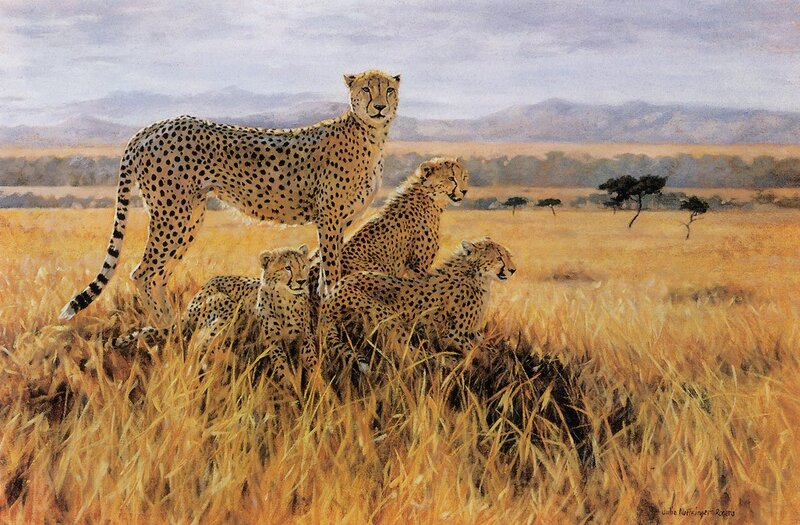 Cheetah family in savanna