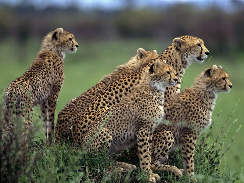 Cheetah family in savanna