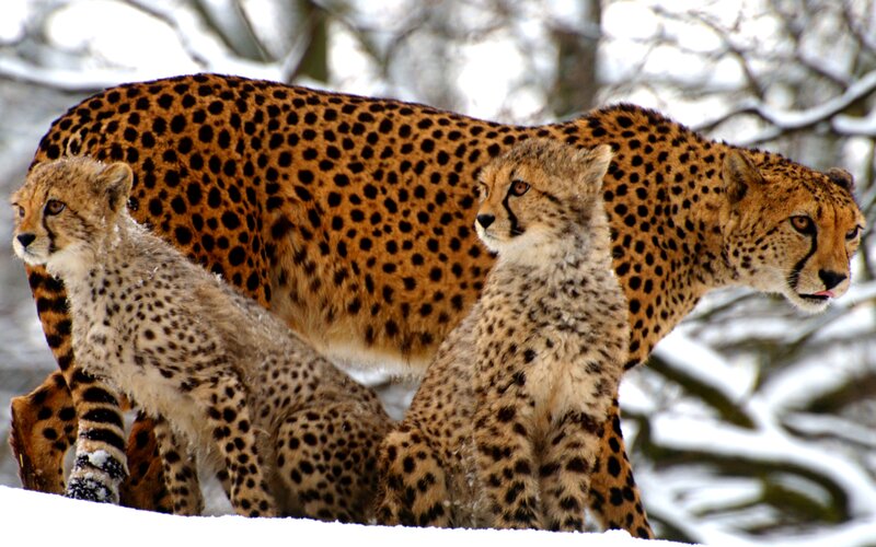 Cheetah Family in Snow — Brown