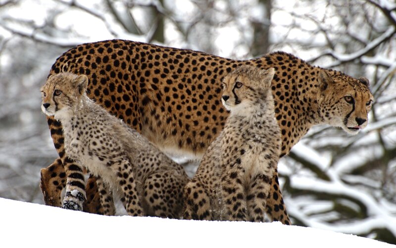 Cheetah family in snow