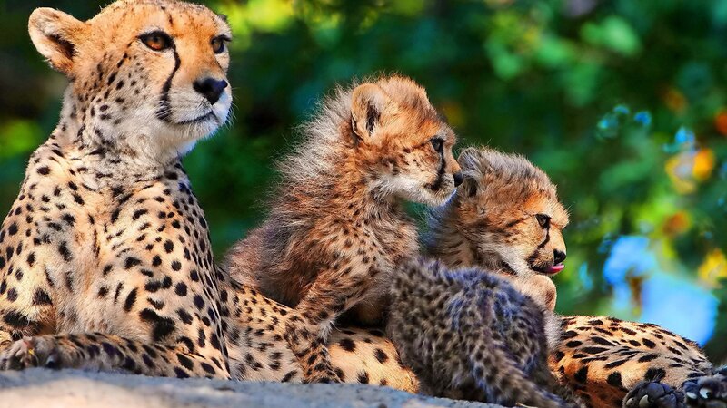 Cheetah family in the wild