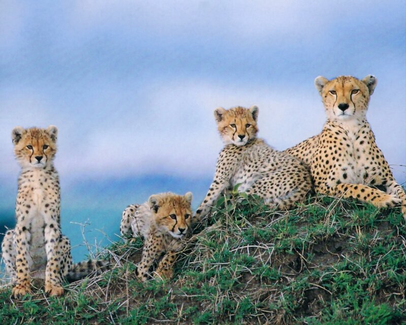 Cheetah family on a hill