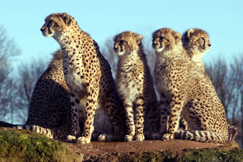 Cheetah family on a rock
