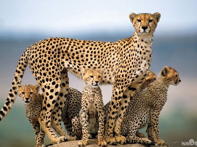 Cheetah family on a rock