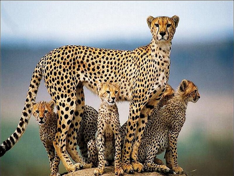 Cheetah family on a rock