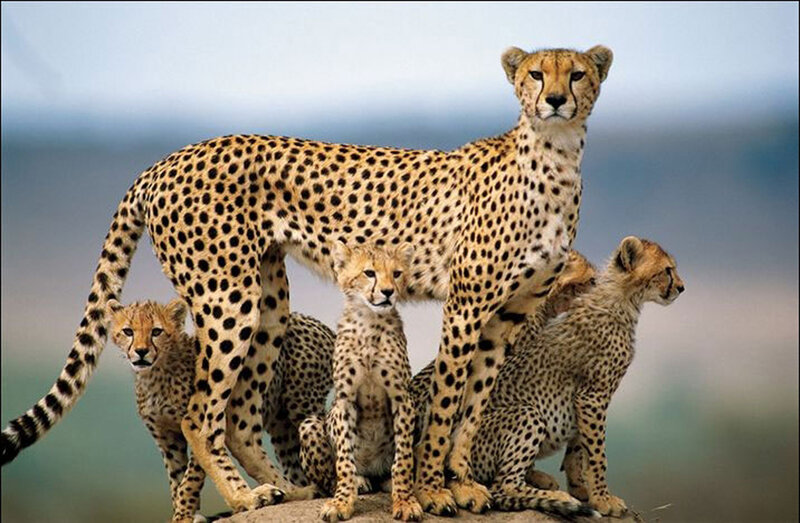 Cheetah family on a rock