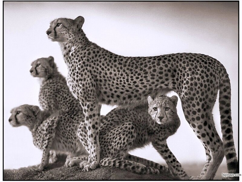 Cheetah Family on Rock — Black, Alert