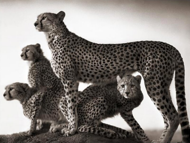 Cheetah Family on Rock — Black