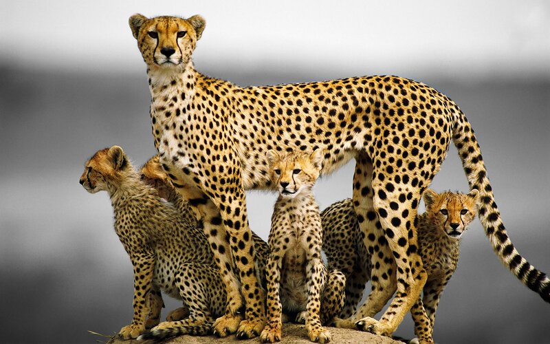 Cheetah Family on Rock — Tan, Alert