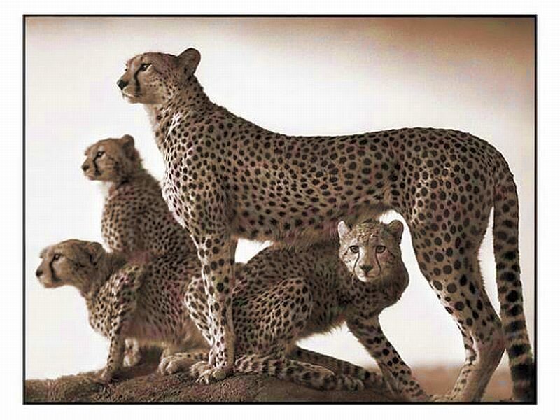 Cheetah Family on Rock — Tan