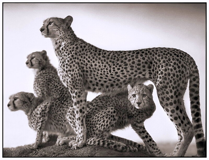 Cheetah Family on Rock