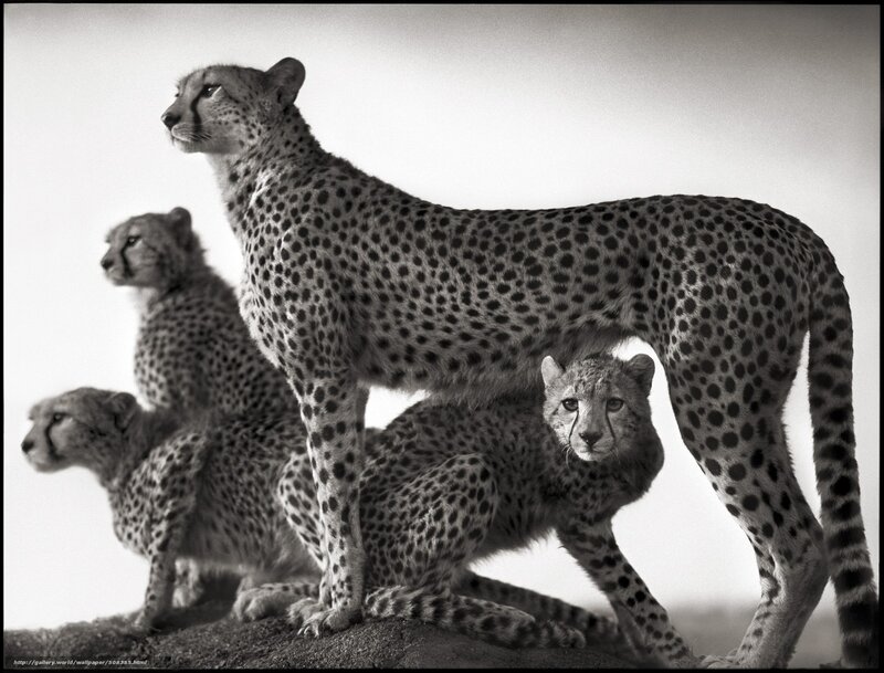Cheetah family portrait
