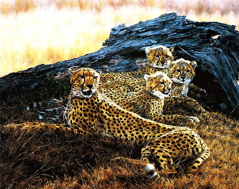 Cheetah Family Resting — Brown
