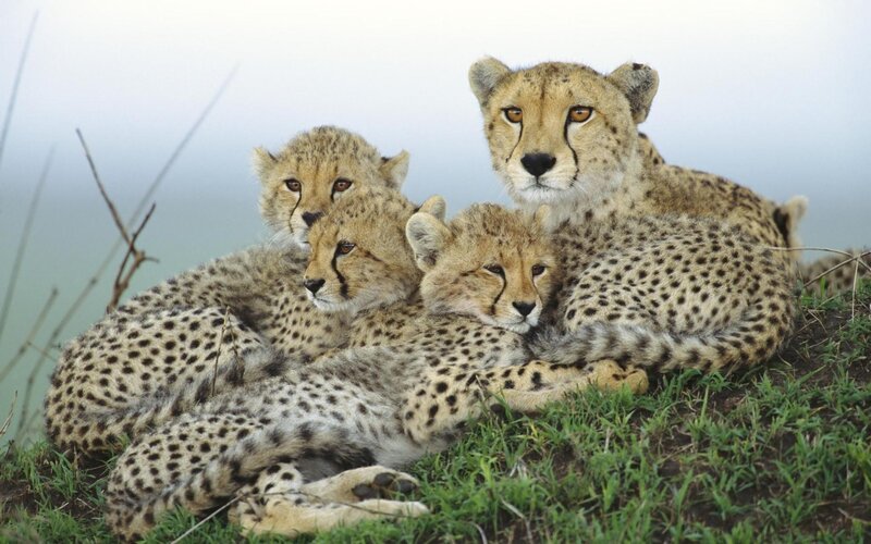 Cheetah Family Resting — Tan, Calm, Morning, Photograph