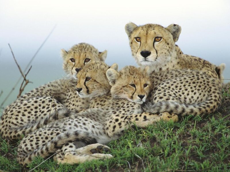 Cheetah Family Resting — Tan, Calm