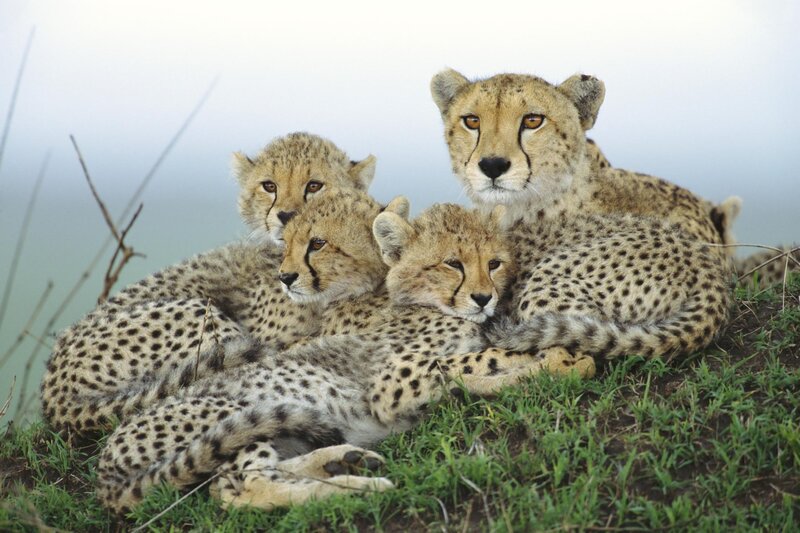 Cheetah Family Resting — Tan