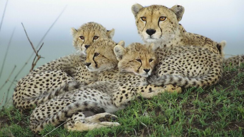 Cheetah family resting together
