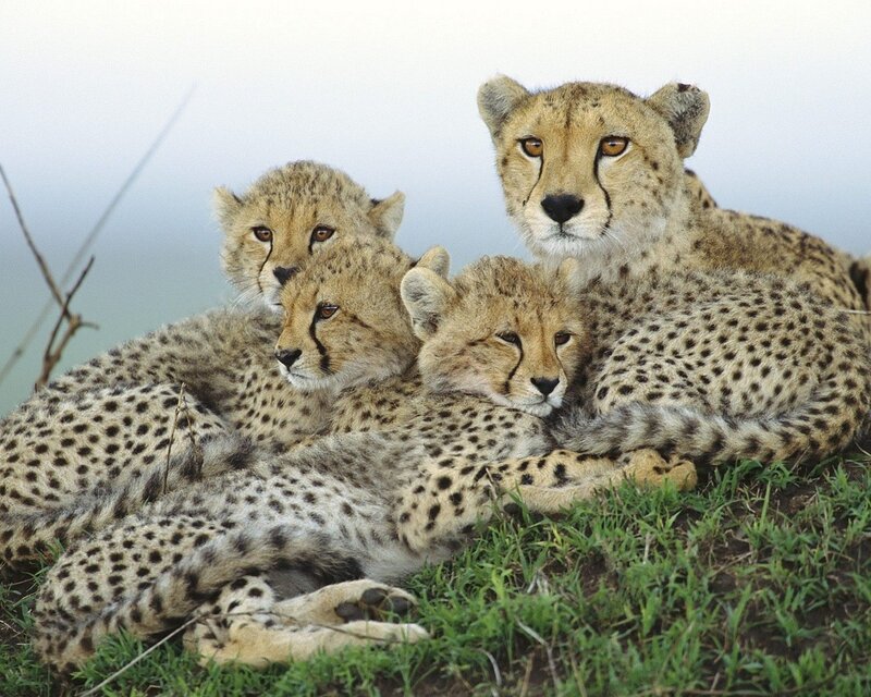 Cheetah family resting together
