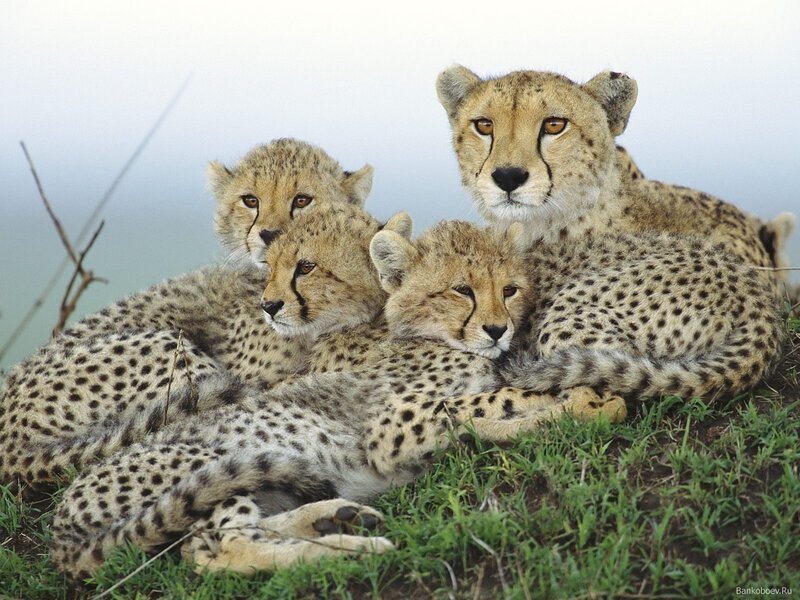 Cheetah family resting together