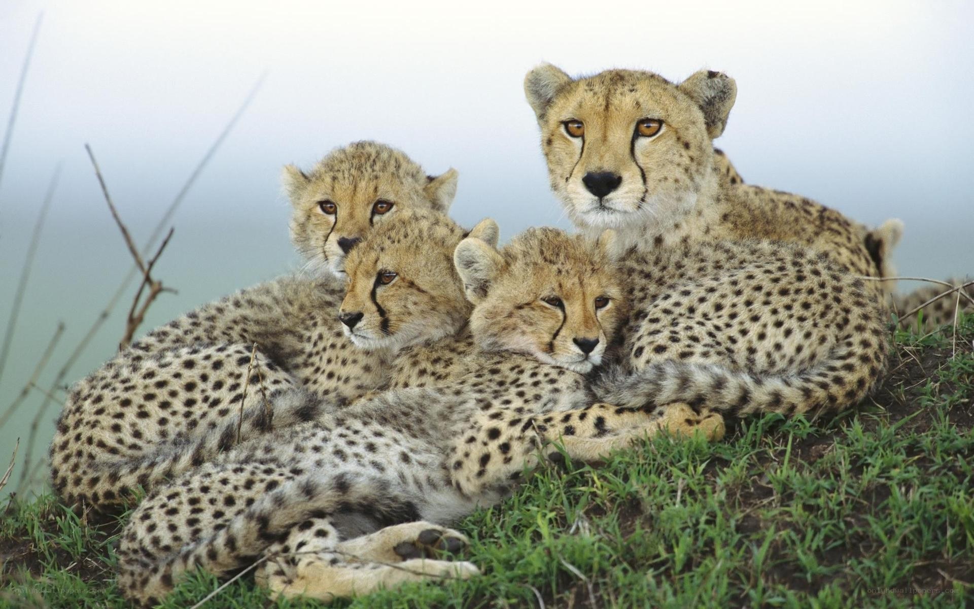 Cheetah family resting together