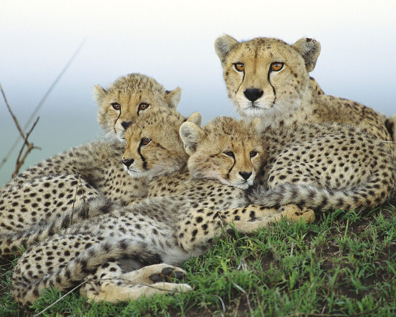 Cheetah family resting together