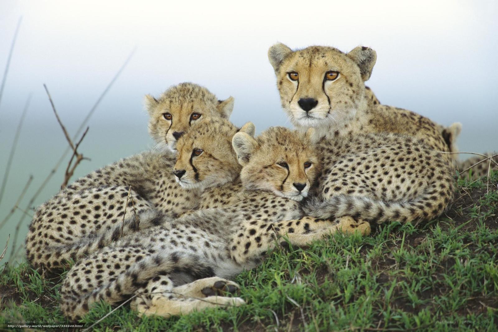 Cheetah family resting together
