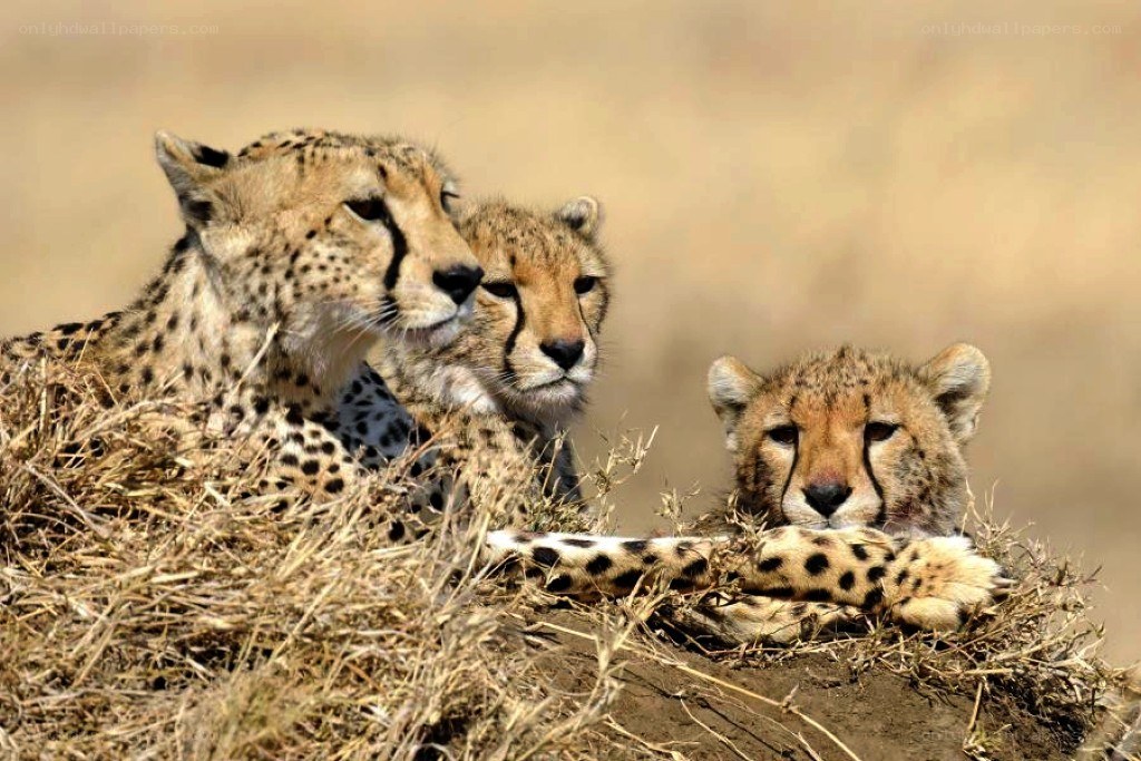 Cheetah family resting