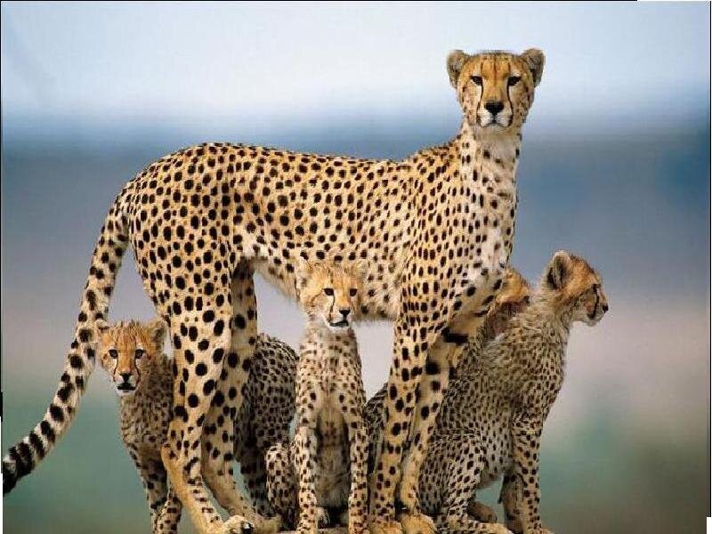 Cheetah Family