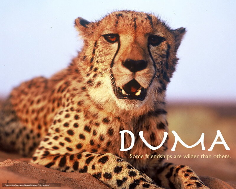Cheetah from Duma