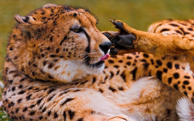 Cheetah grooming itself