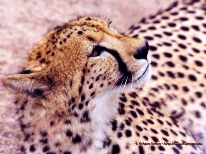 Cheetah Head and Neck