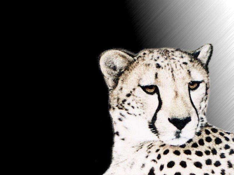 Cheetah Head and Shoulders